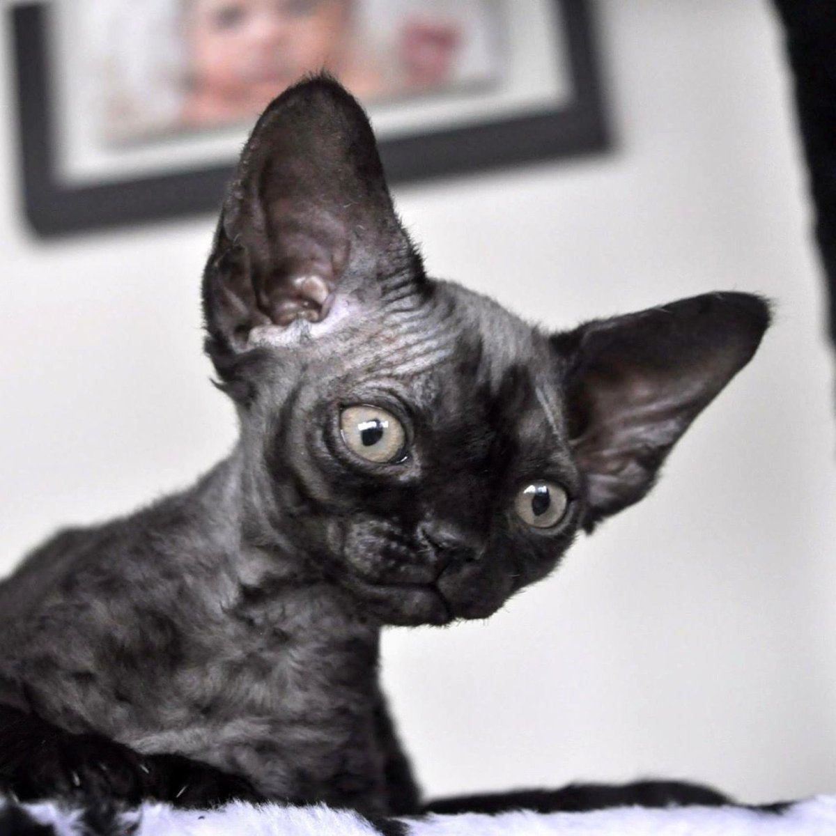 Девон рекс черный