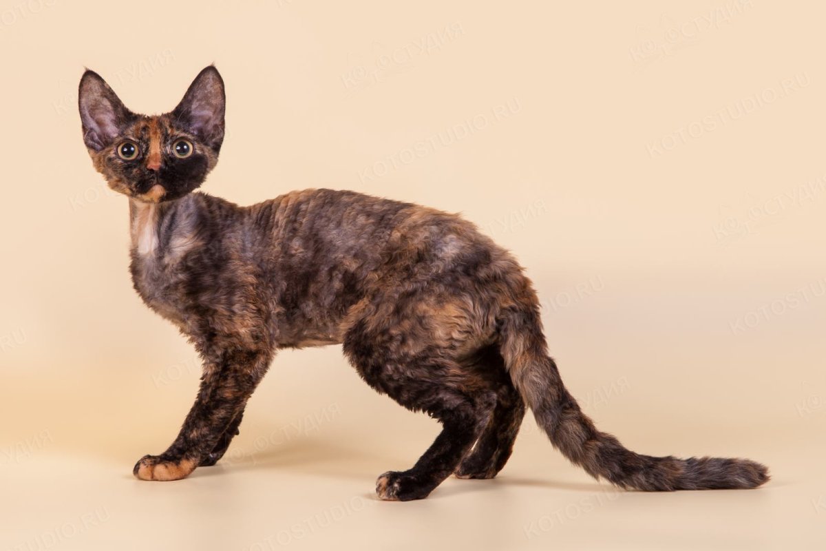 Девон рекс черепаховый