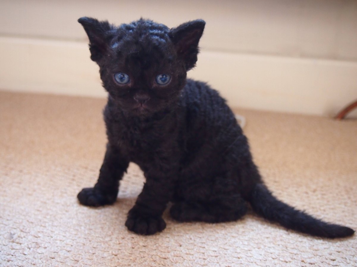 Девон рекс черный