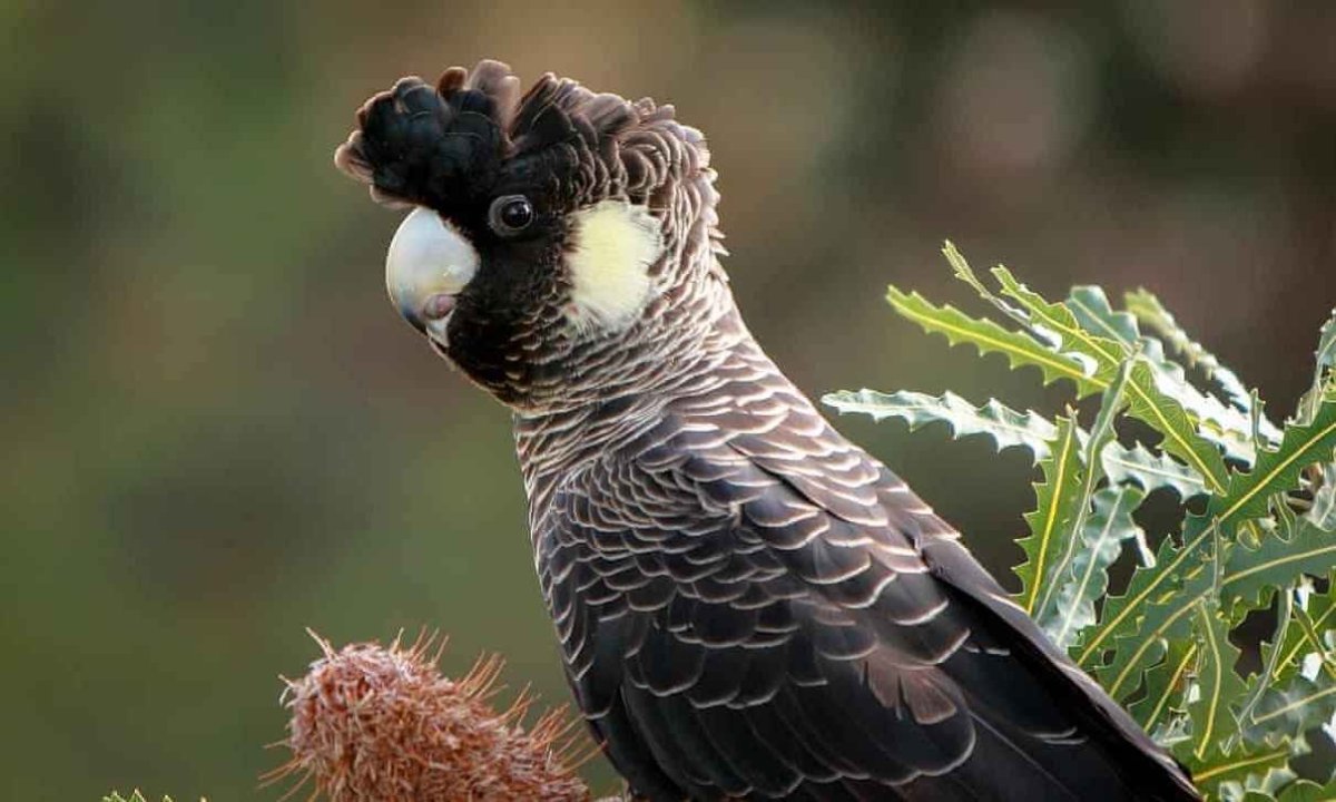 Какаду черный белоухий