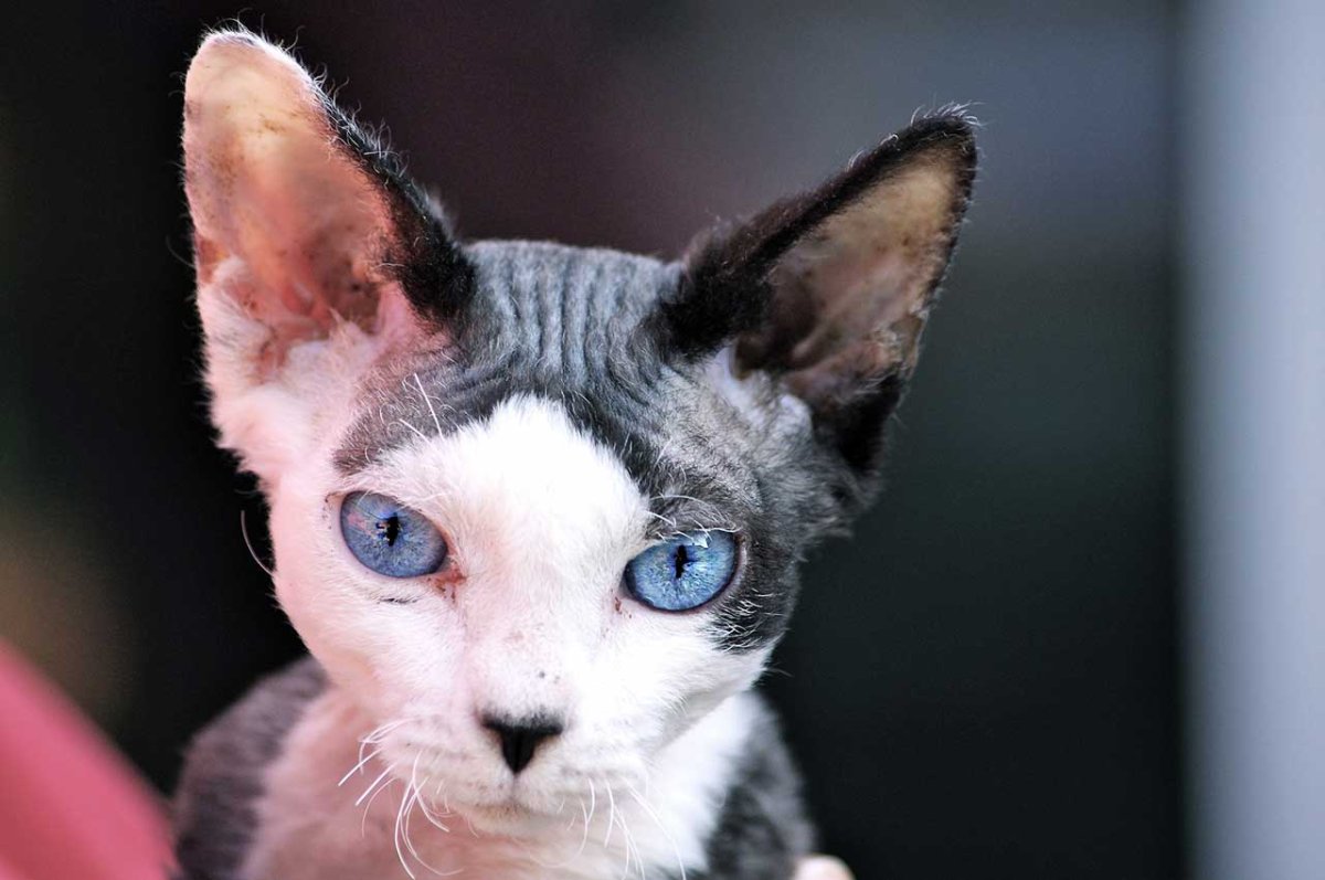 Девон рекс черно белый