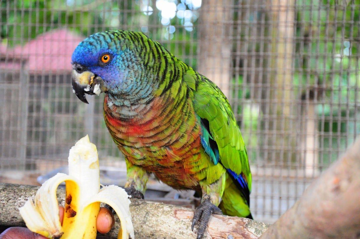 Синелицый Амазон попугай