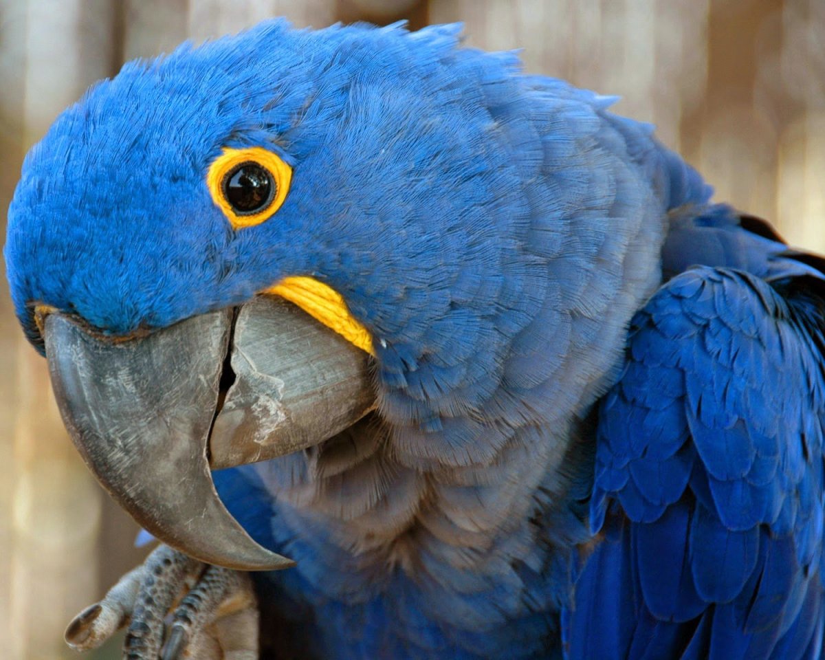 Anodorhynchus hyacinthinus