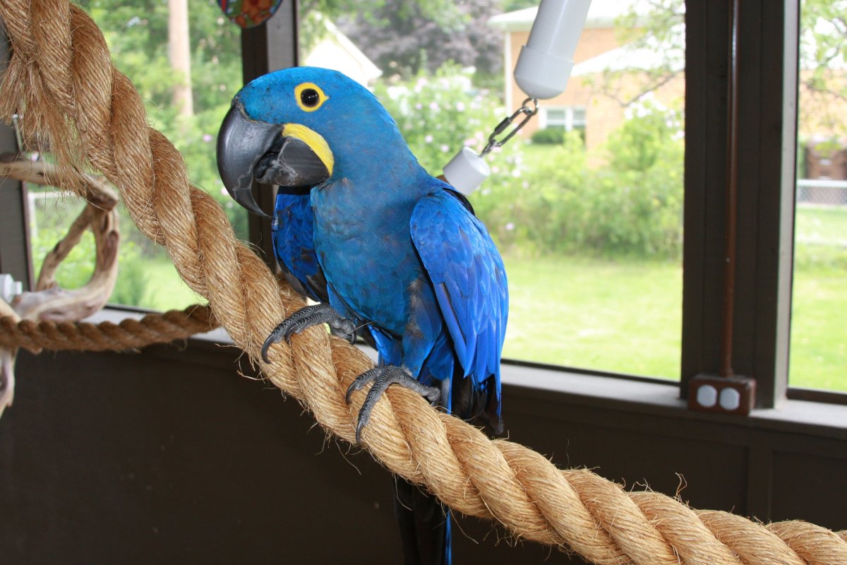 Огромный попугай