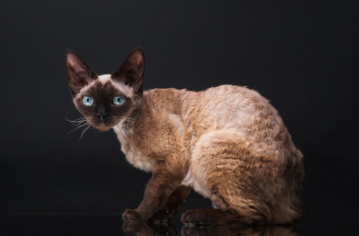 Девон рекс сиамского окраса