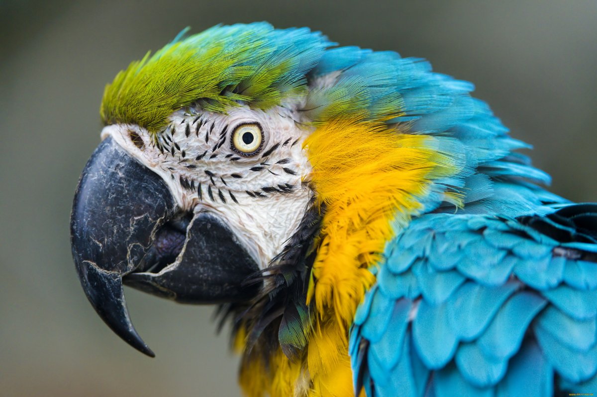 Самая красивая птица в мире попугай ара