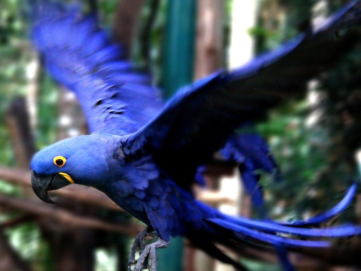 Гиацинтовый ара Пантанал