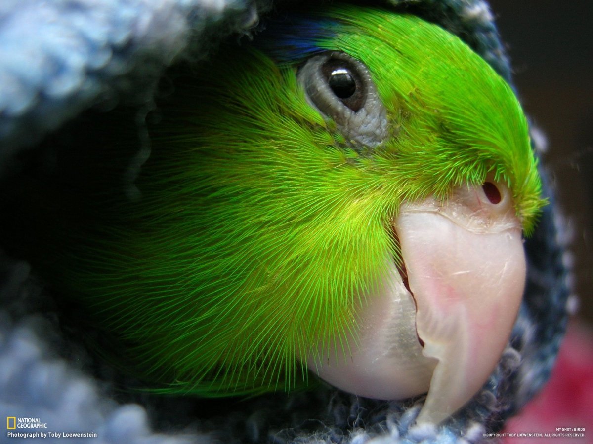 Попугай улыбается