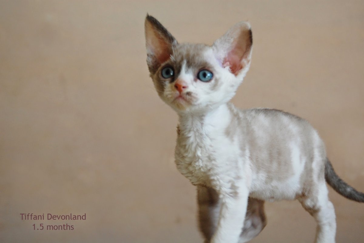 Девон рекс биколор