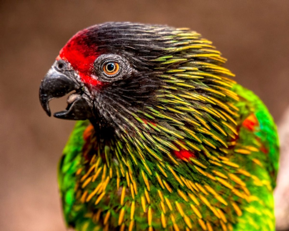 Краснолобый блестящий Лори