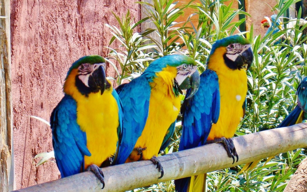 Жёлто-зелёный доминиканский ара