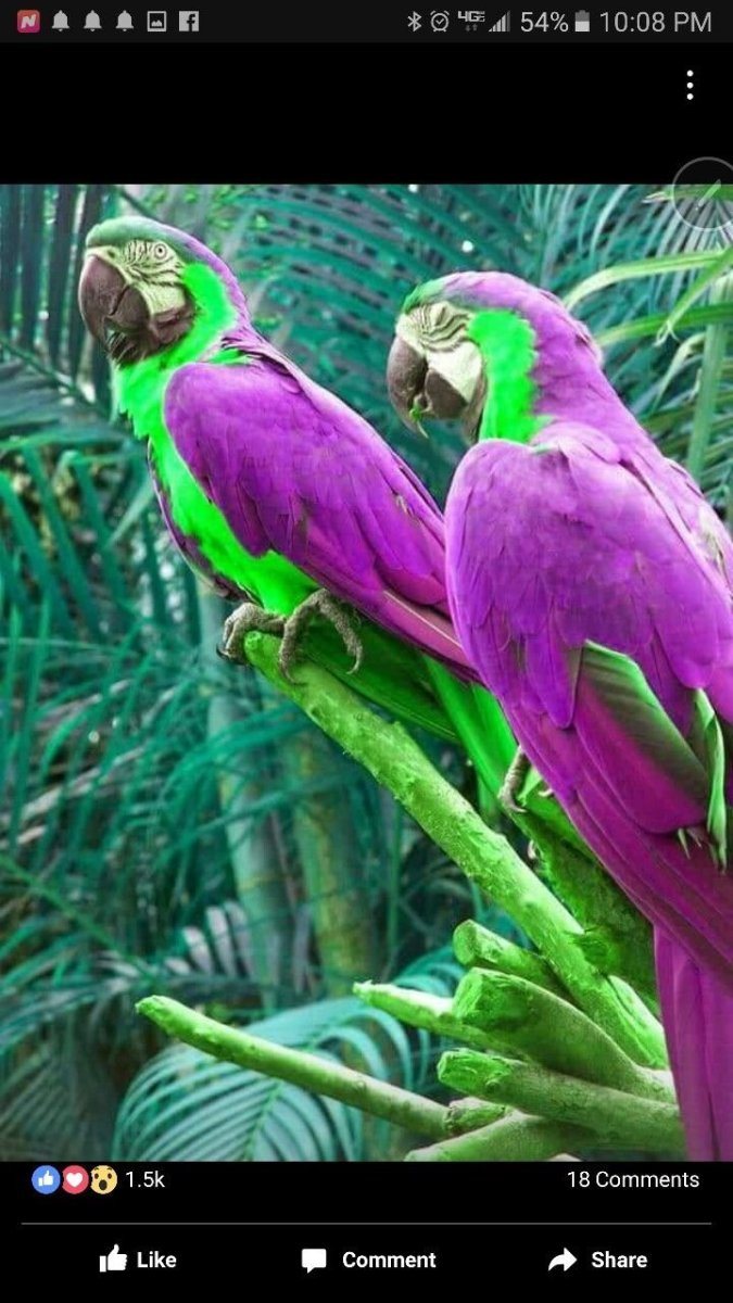 Попугай Какаду зеленый