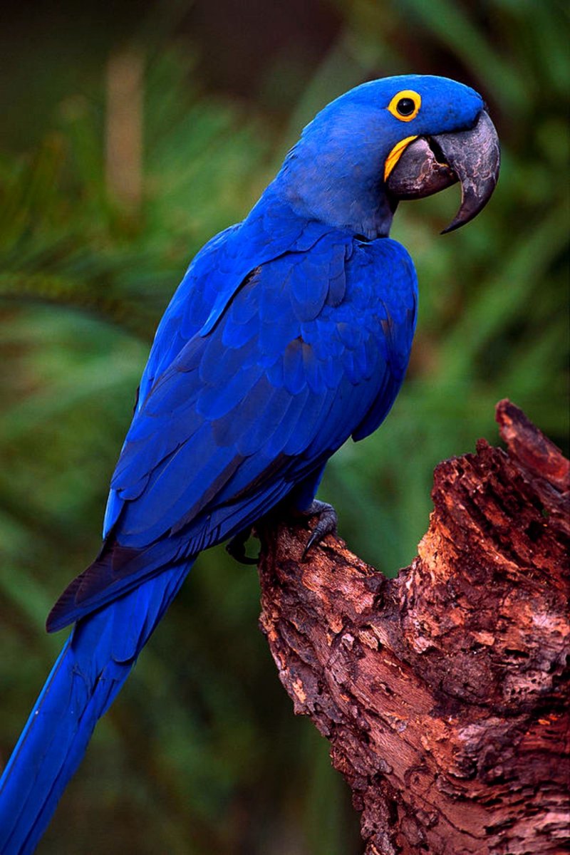 Ара попугай гиацинтовый ара