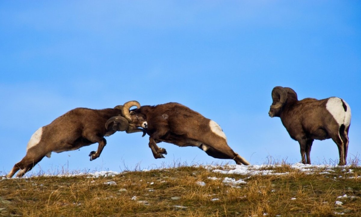Нападение на стадо овец