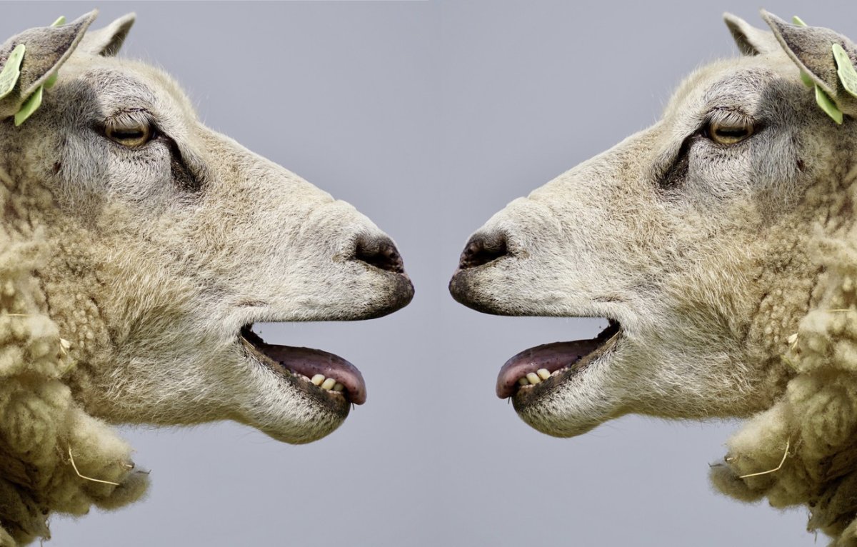 Голова овцы