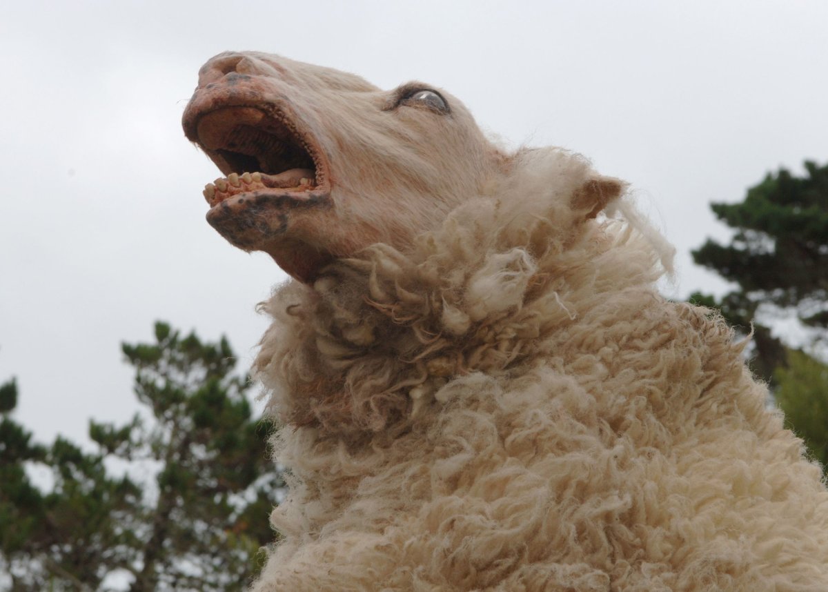 Паршивая овца оборотень