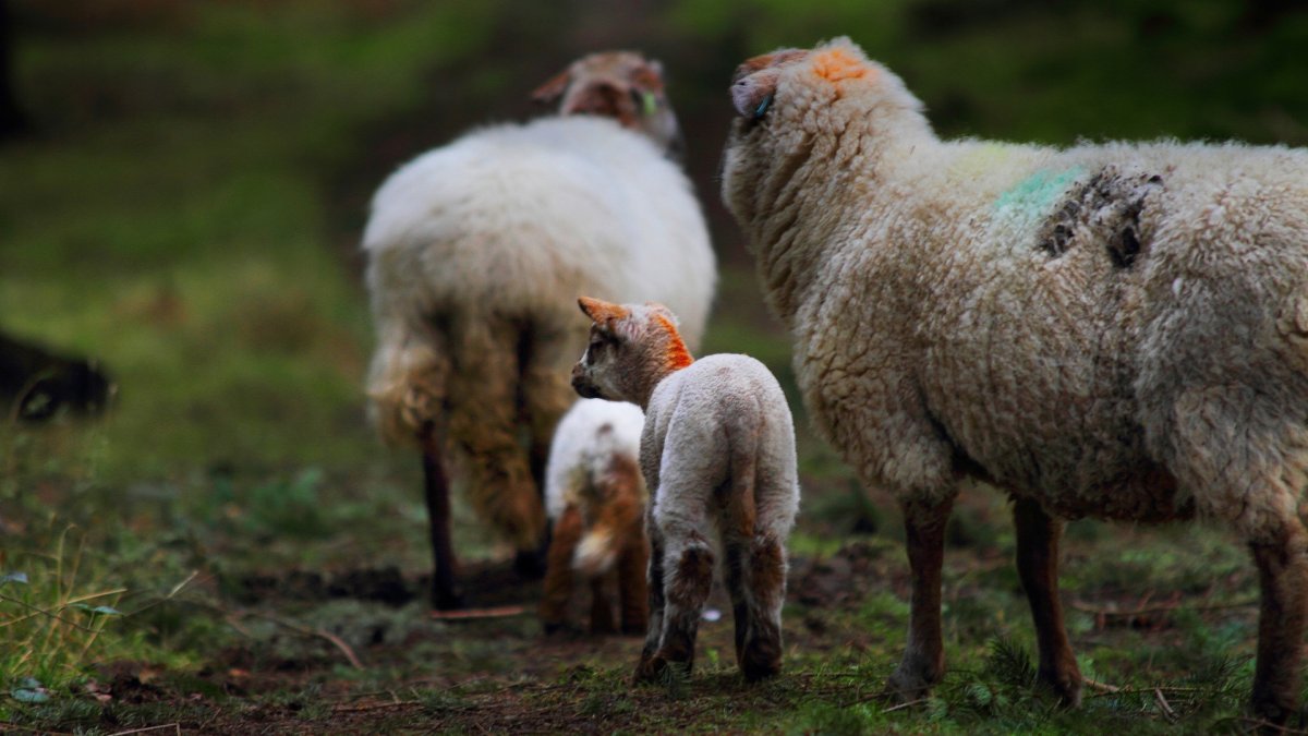 Глупый баран