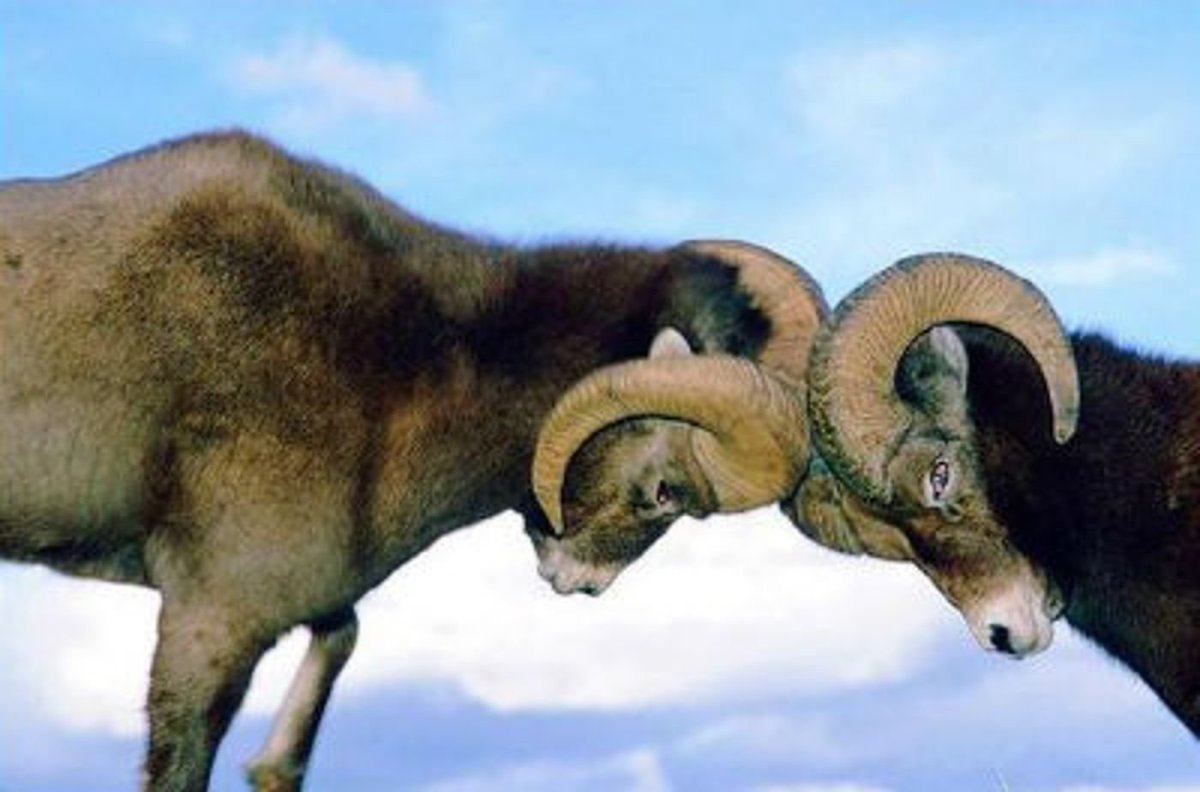 Бизон бодается