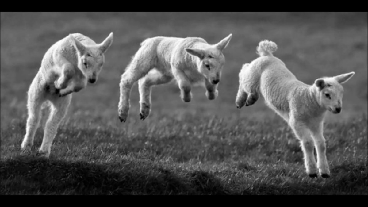 Козлик прыгает