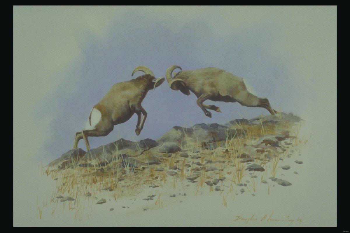 Милые ягнята