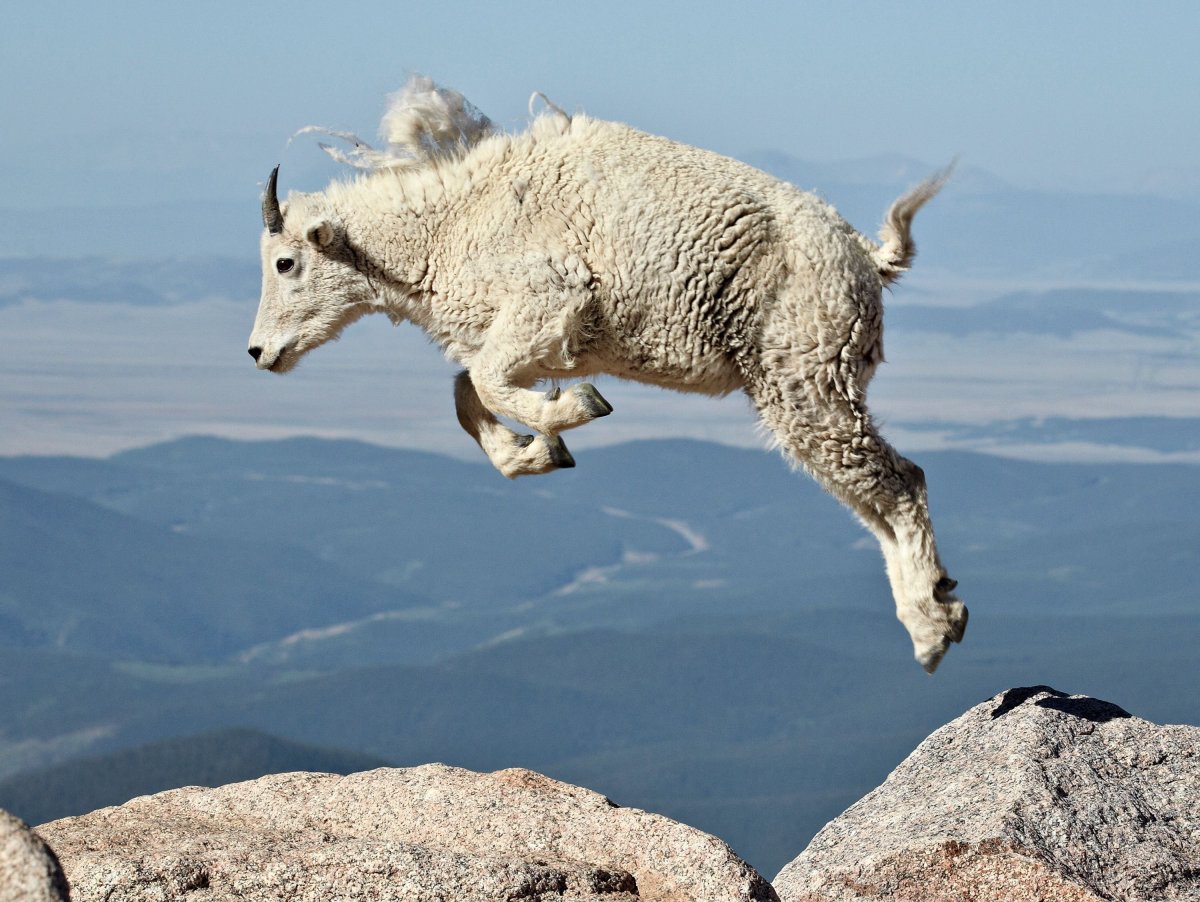 Горный козел скачет
