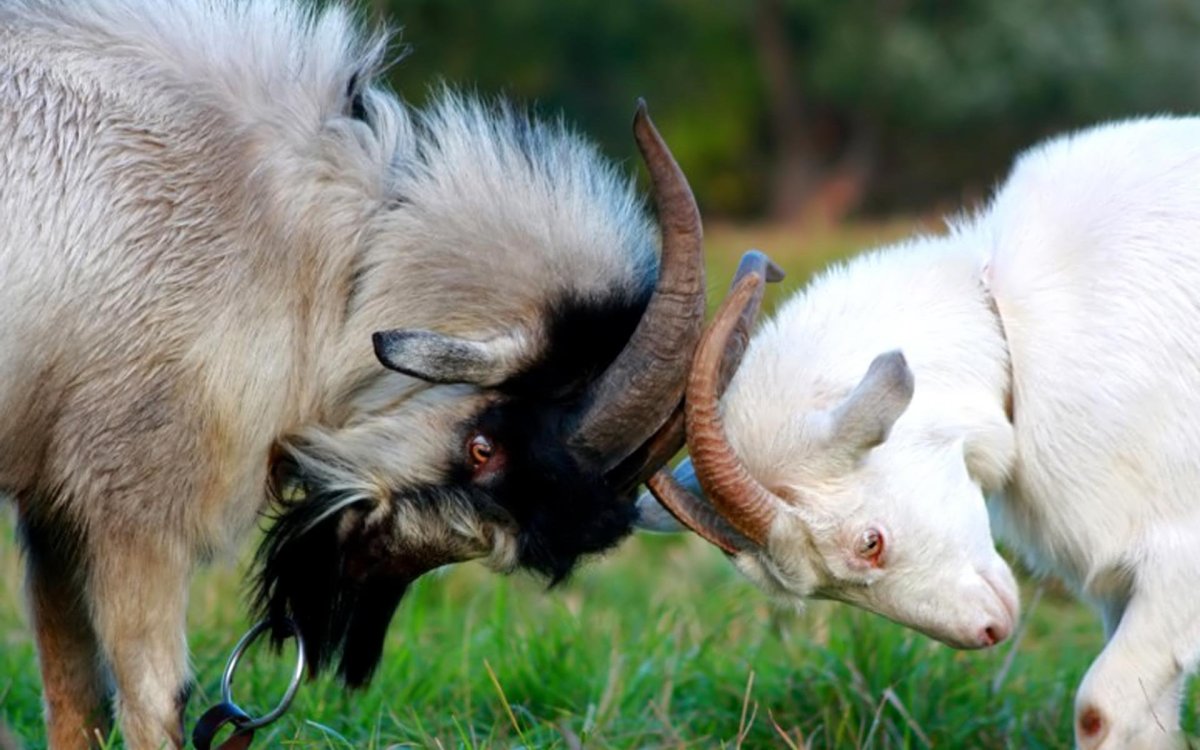 Козел бодается