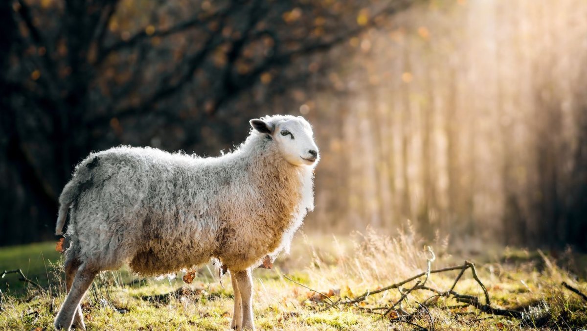 Дикие овцы в природе