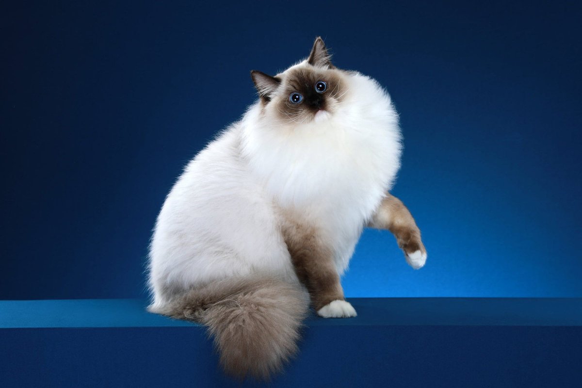 Балинезийская Рэгдолл