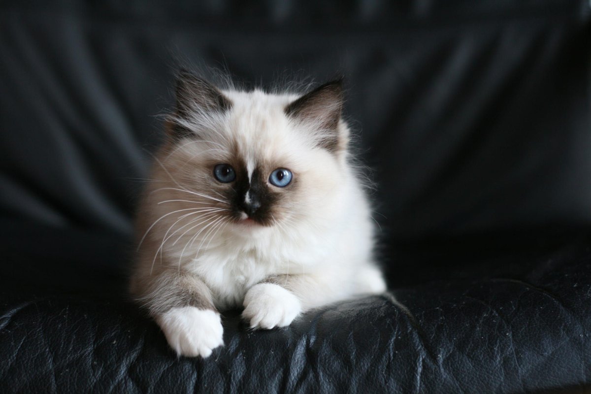 Рэгдолл черный