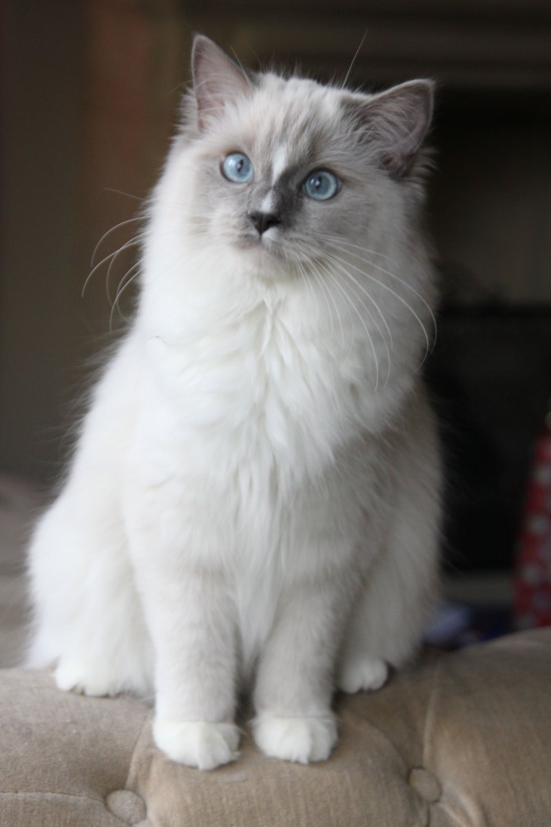 Порода Рэгдолл