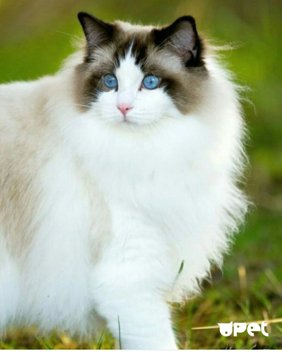 Кот Рэгдолл белый