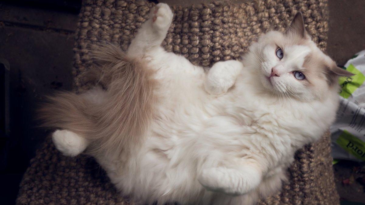 Кот порода Рэгдолл котята