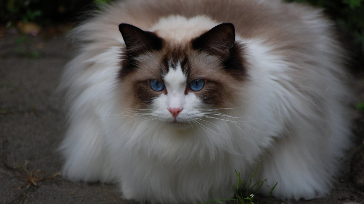 Кот порода Рэгдолл котята