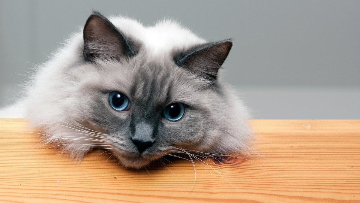 Кошка Рэгдолл голубоглазый