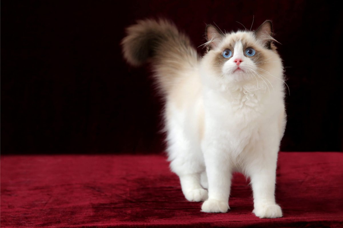 Порода кошек Рэгдолл