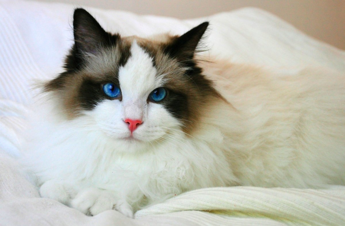 Рэгдолл Манчкин