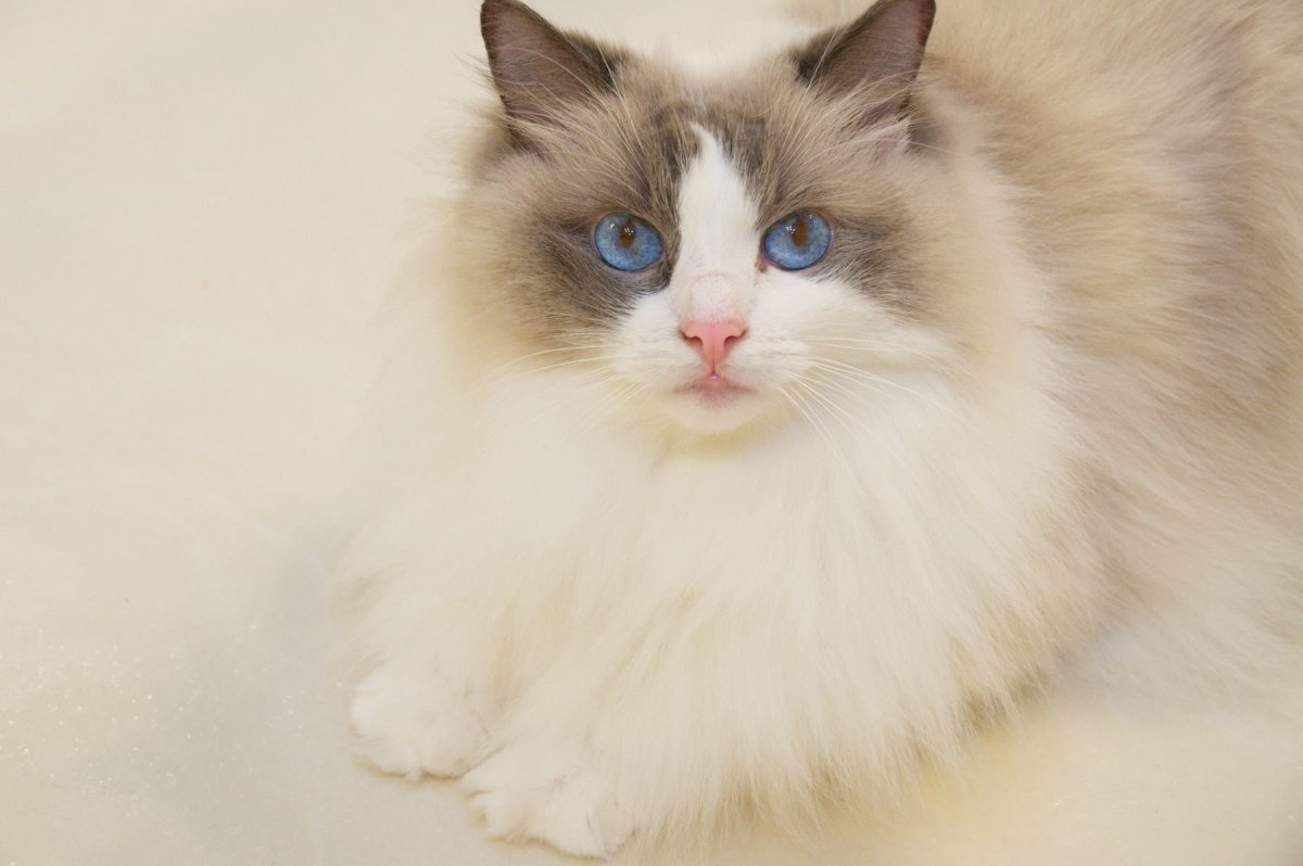 Рэгдолл кошка