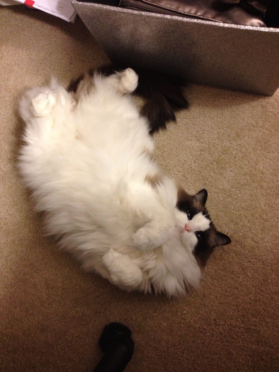 Балинезийский Рэгдолл