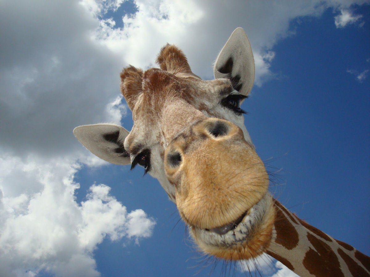 Жираф улыбается