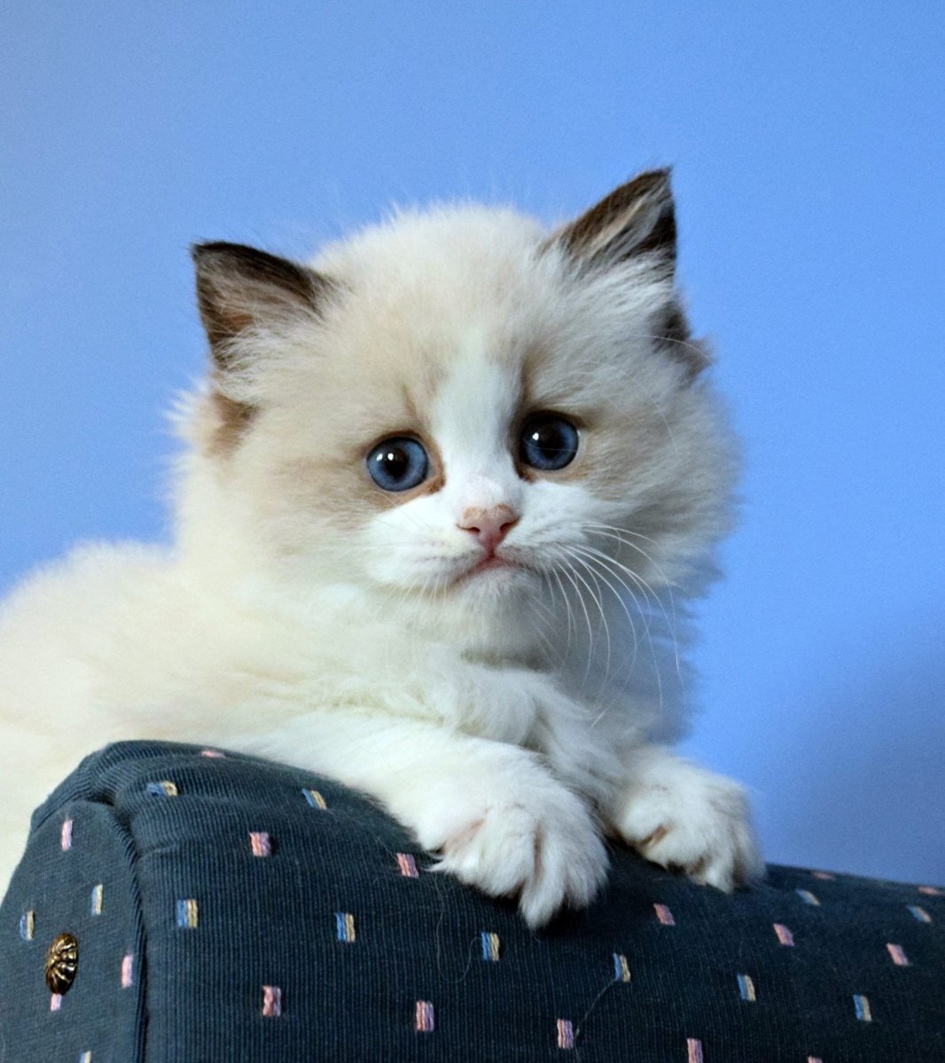 Котят породы Рэгдолл порода