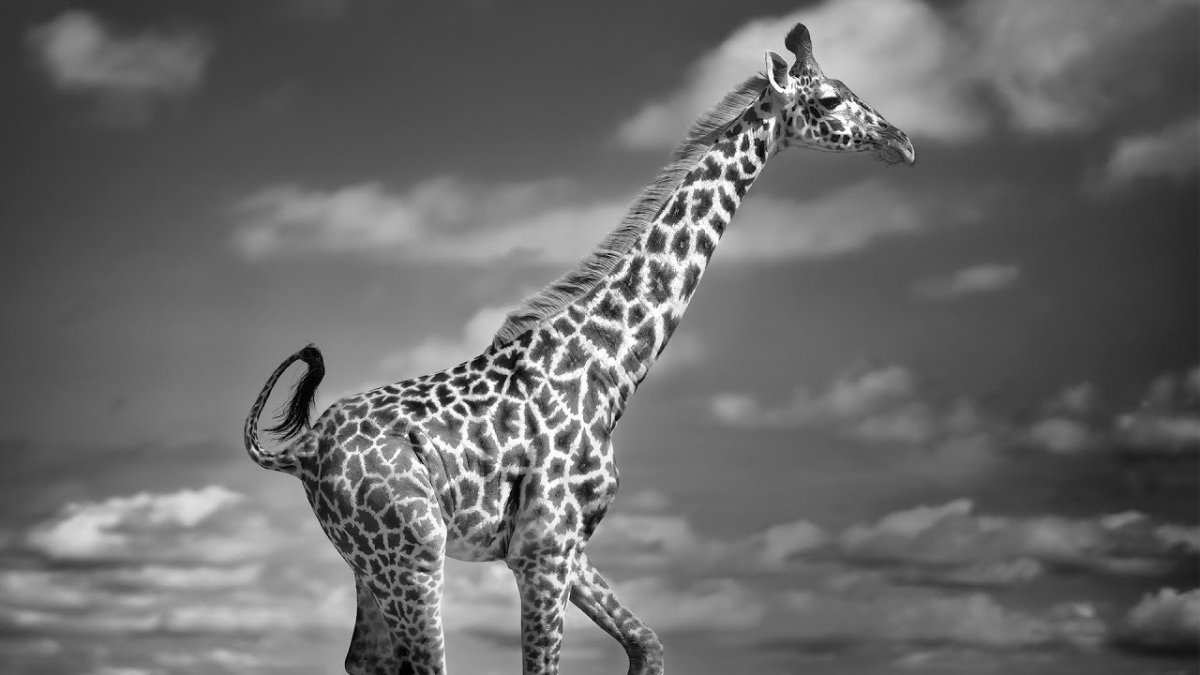 Жираф сидит