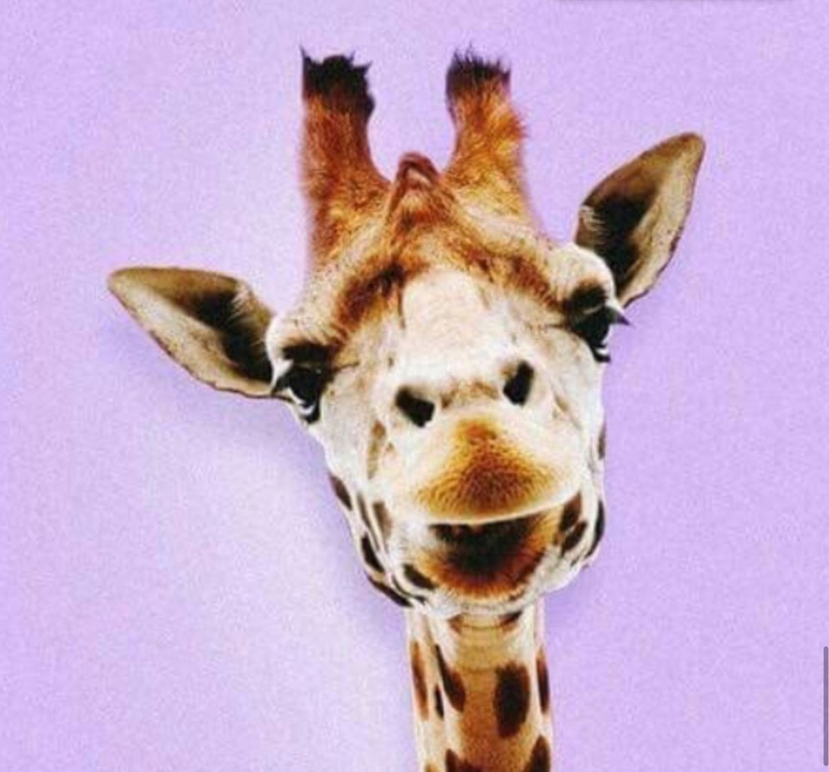 Морда жирафа ракурс