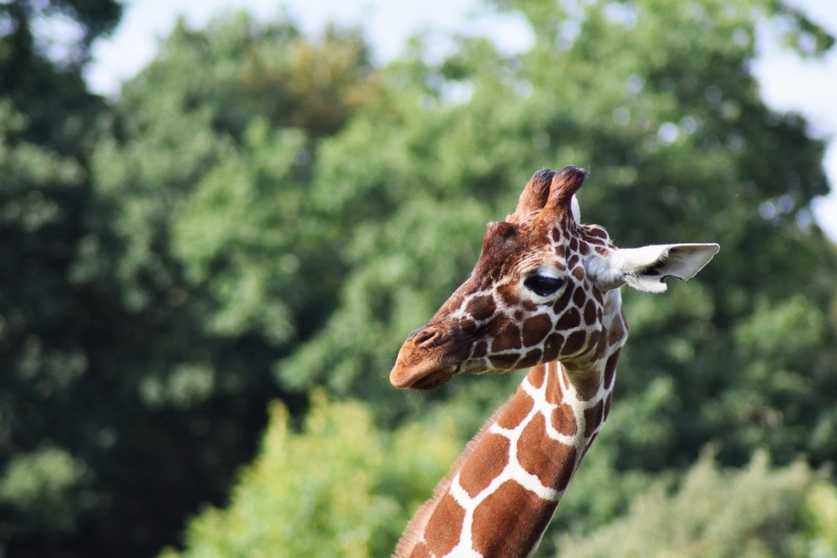 Жираф южноафриканский смешно
