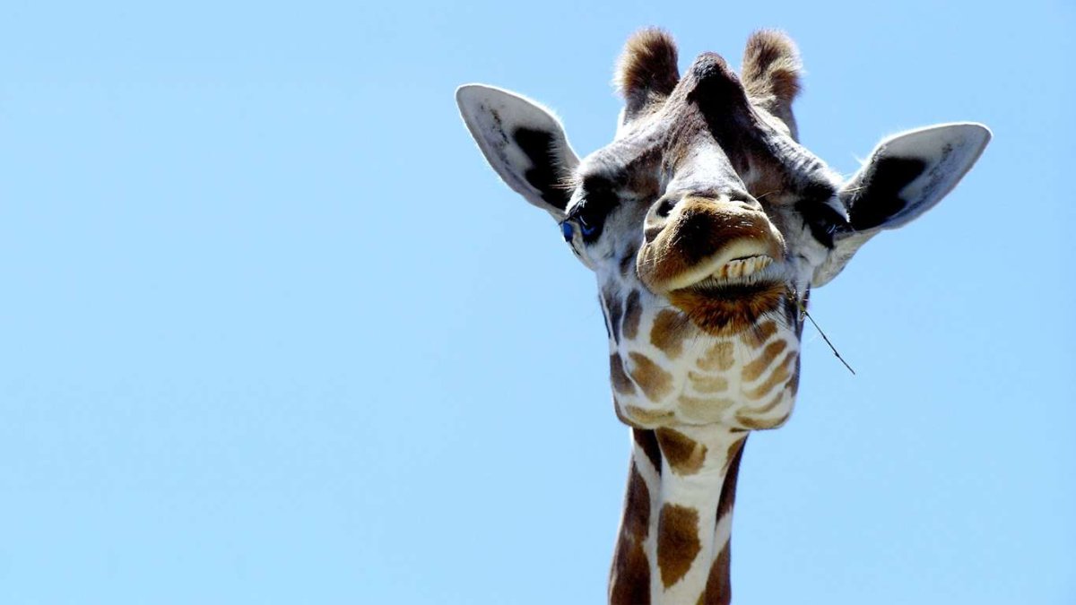 Жирафик ОКАКЕН