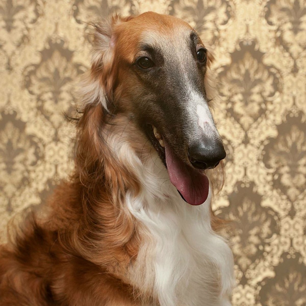 Порода собак русская борзая