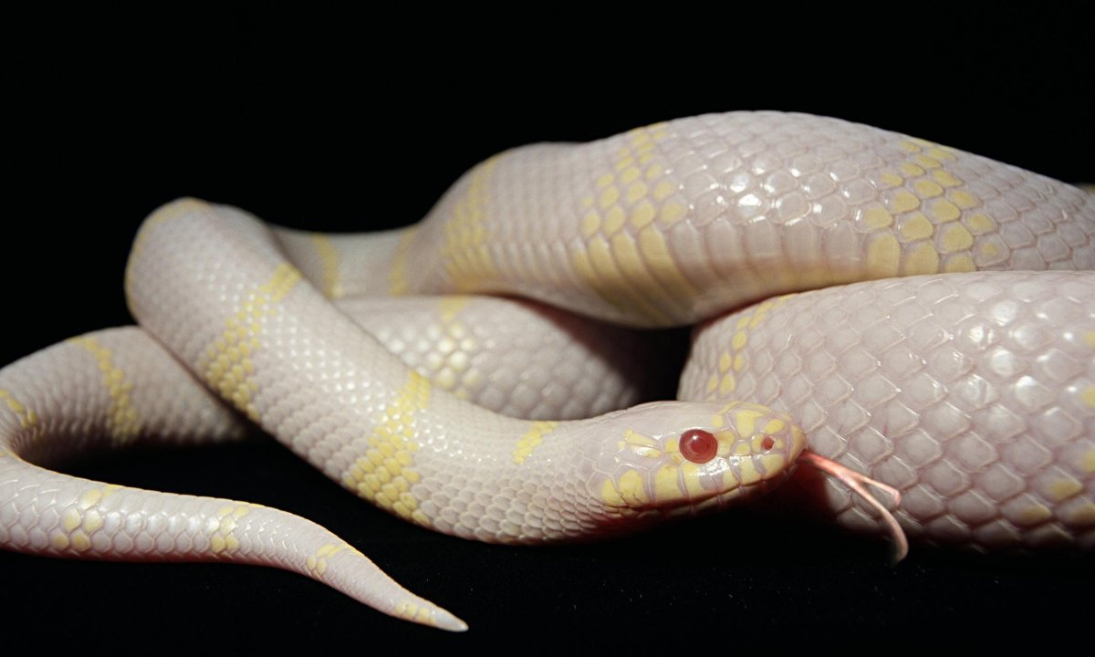 Техасский гремучник альбинос
