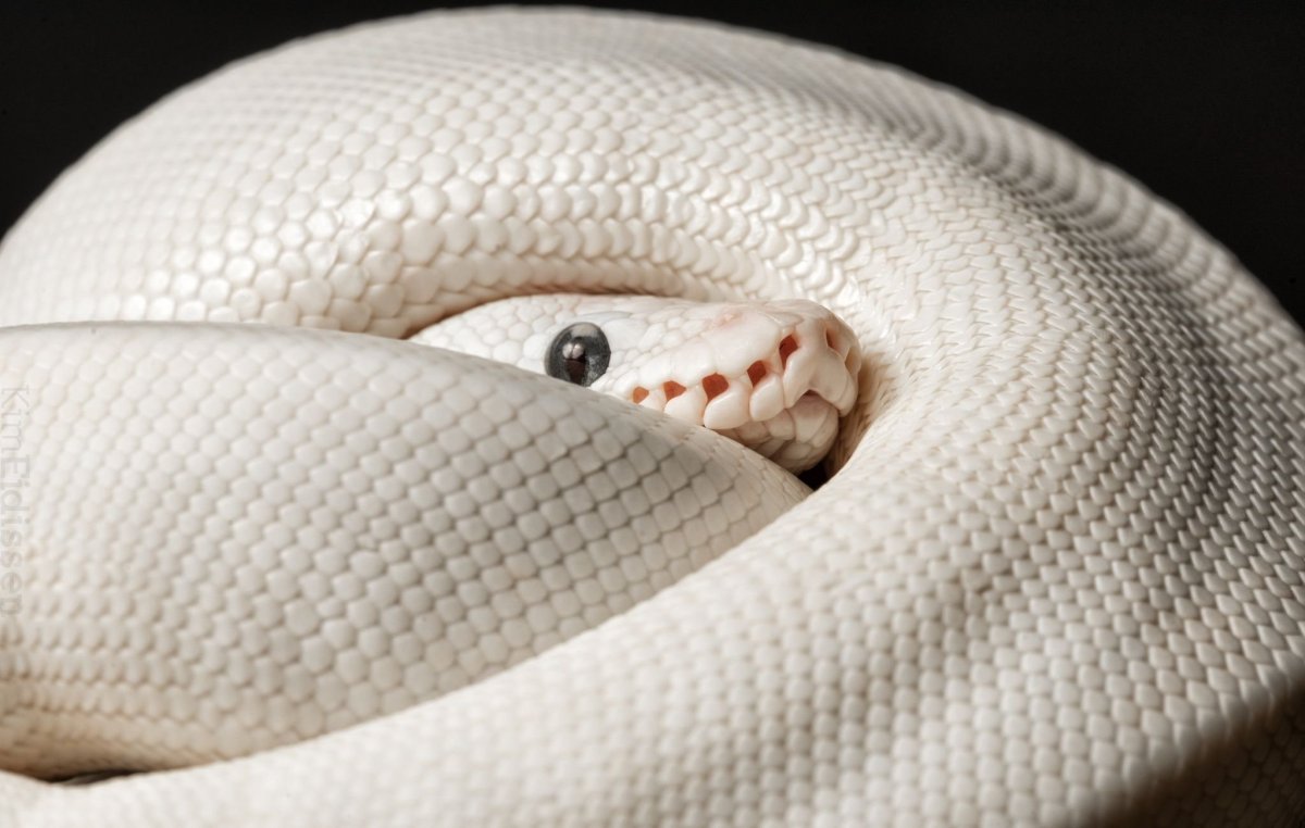 Белый Техасский полоз