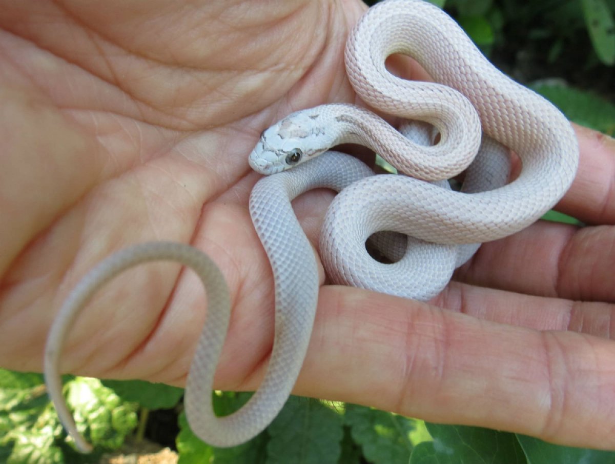 Морские змеи