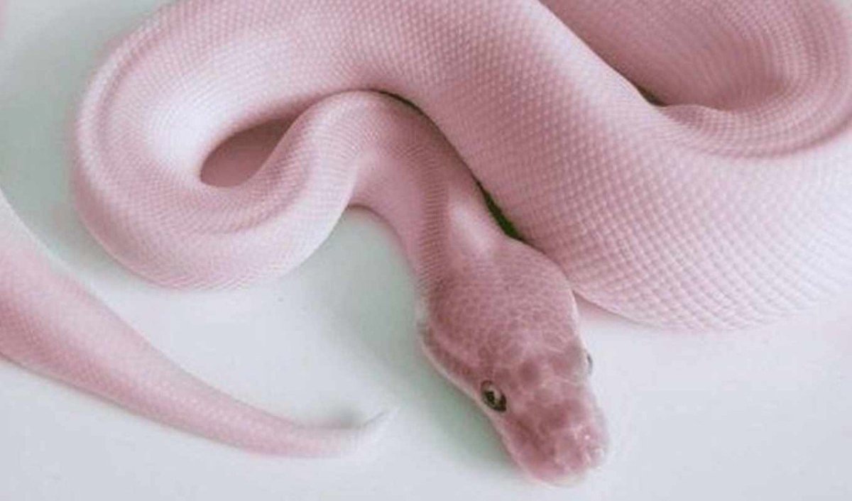 Королевский питон люцист