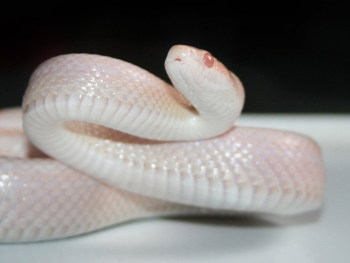 Техасский полоз альбинос Эстетика